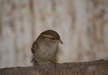 sparrow on fence