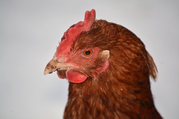chicken isolated on white background