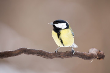 Parus major, Blue tit sitting on the branch. . Wildlife