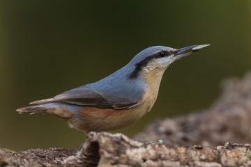 Nuthatch perched on a branch in a forest of Spain