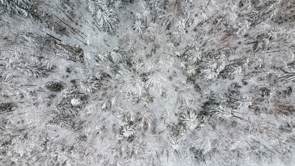 Aerial view of snow covered pine forest. Top down winter tree background.