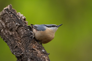 Nuthatch perched on a branch in a forest of Spain
