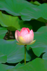 Pink Lotus Flower in Front of Green Leaves