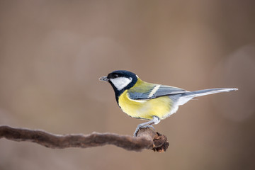 Parus major, Blue tit sitting on the branch. . Wildlife
