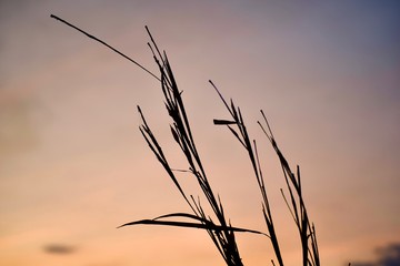 reeds in sunset