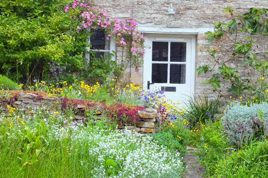 White wooden doors in a charming English country cottage with front garden full of flowers in bloom, pink rose, fig tree climbing the stone wall .