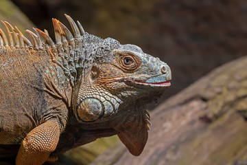 Leguan Nahaufnahme Portrait