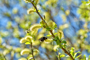 The furry buds of pussy willow.