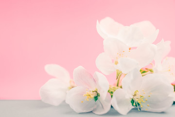 Naklejka na ściany i meble Apple blossoms over blurred color background