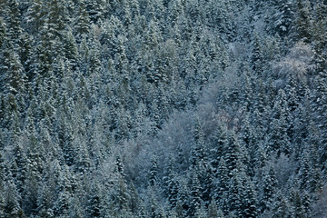 Fototapeta na wymiar Snowed trees in Aragnouet, Hautes-Pyrenees, Occitanie, France