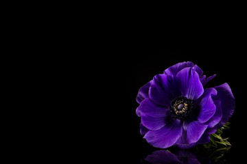 Naklejka premium Anemone Flower, Beautiful Purple Anemone isolated on black background with reflections, copy space