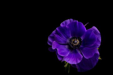 Fototapeta premium Anemone Flower, vibrant Purple Anemone isolated on black background