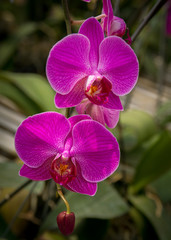 Obraz na płótnie Canvas Orchid flower close-up picture