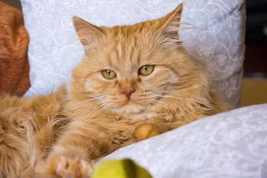 fluffy red cat lying on the couch among the pillows