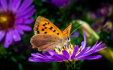 Small Copper Butterfly