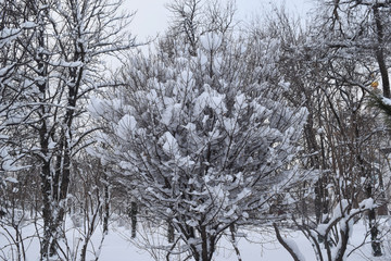 Snow covered Park Christmas trees trees falling snow
