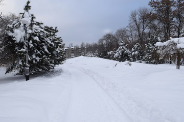 Snow covered Park Christmas trees trees falling snow
