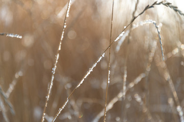 winter, dry grass and twigs of sunlight