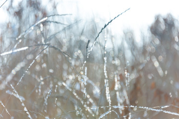 winter, dry grass and twigs of sunlight