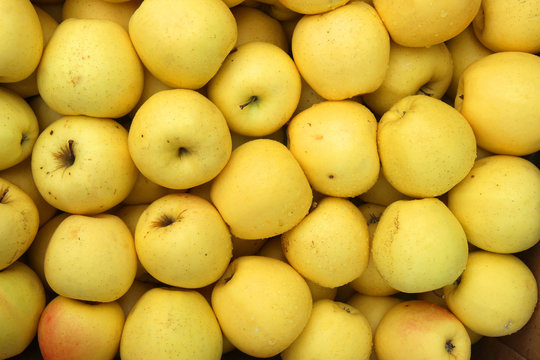 Harvest yellow apples