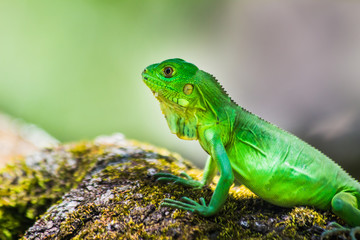Green Iguana. This iguana have a very vivid color.