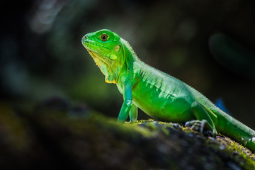 Green Iguana. This iguana have a very vivid color.