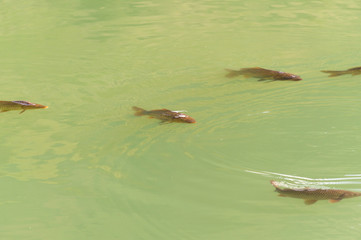 Fototapeta premium Fish on the surface of the water to breathe