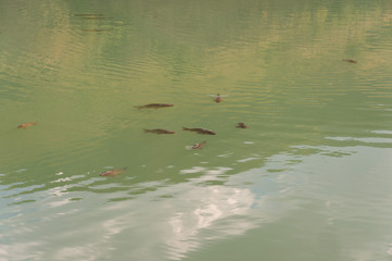 Fish on the surface of the water to breathe