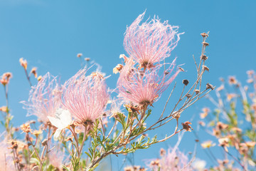 Apache Plume Flowers