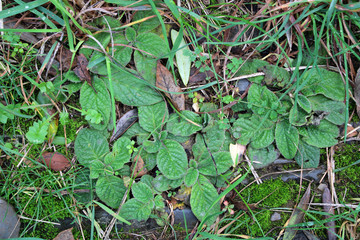 Foglie di ortica bagnate con fili di erba