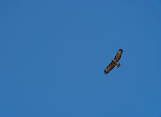 Common Buzzard flying in the air
