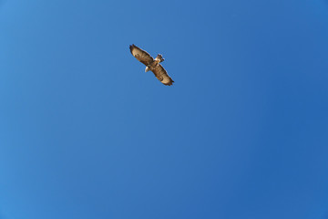 Common Buzzard flying in the air