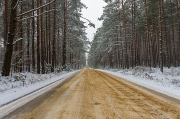 A road in the winter forest