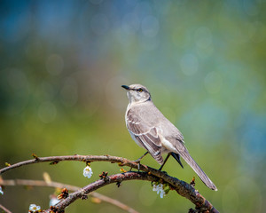 Spring Mockingbird