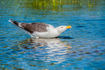 Thirsty Gull