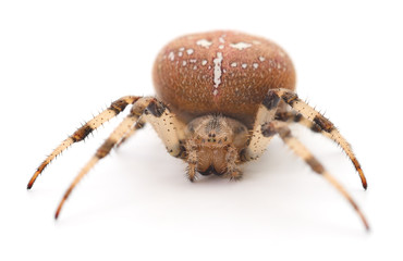 Brown house spider.