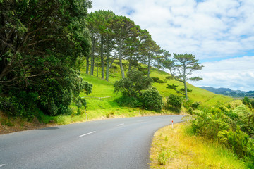 road in green hills,coromandel peninsula, new zealand 4