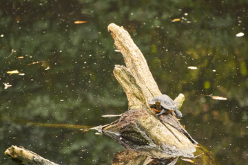 Cooter sitting on a rotten tree in the water