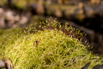 Moos im Tasmanischen Regenwald