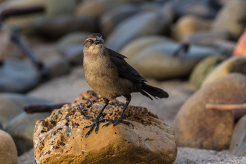 Female Great Tailed Grackle bird perched on wet rock while looking in distance to right.