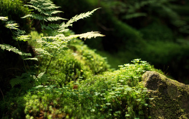 Moss and plants on stones. Natural background in the forest. Summer composition in the forest. Green color as a background.