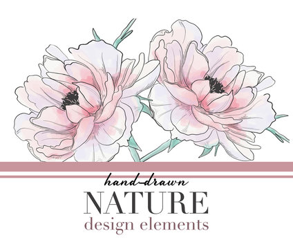 Vector typography slogan with peony flower illustration. Hand drawn botanical sketch. Romantic drawing wedding design.