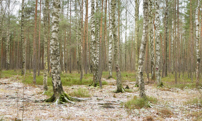Birch grove in winter.