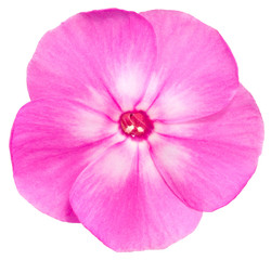 Phlox is the only light red flower
