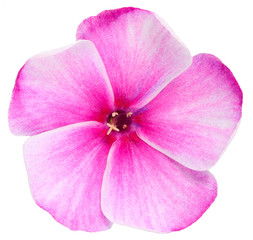 Fototapeta na wymiar Phlox is the only purple flower
