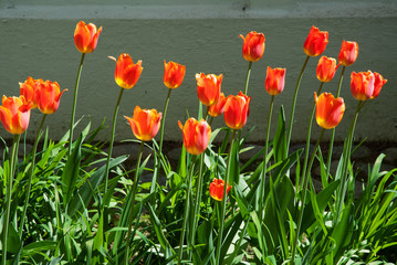 Bright colored tulips in the garden in springtime.