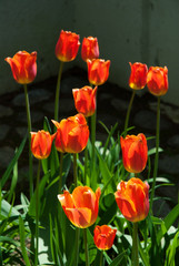 Bright colored tulips in the garden in springtime.