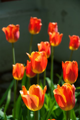 Bright colored tulips in the garden in springtime.