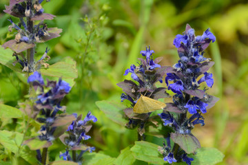A butterfly sits on a flower Echium vulgare, known as viper's bugloss and blueweed is a species of flowering plant in the borage family Boraginaceae. It is native to most of Europe and Asia.