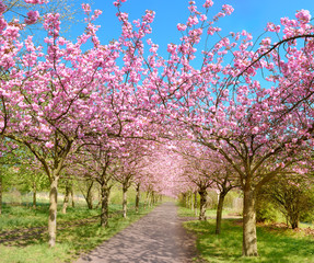 Alley of blossoming cherry trees called "Mauer Weg" following the path of the former Wall in Berlin